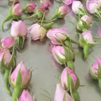 گل محمدی|خوردنی و آشامیدنی|مشهد, مقصود آباد|دیوار