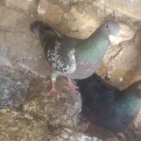 کفتر|پرنده|مشهد, چاهشک|دیوار