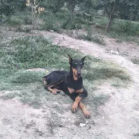 سگ دوبرمن اصل نر