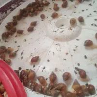 حلزون فروشی