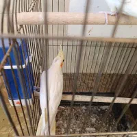 عروس ‌ هلندی و کوتوله