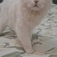 گربه نر ۱۱ماهه با تمامی وسایل ۱۰ تومان