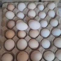 مرغ گلین نطفه دار