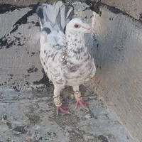 سلام کبوتر جفتی نژاد خطی