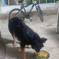 سگ ژرمن