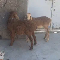 یک جفت بره ماده چینی