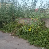 رفیق همیشگی(زمین تجاری خمام)
