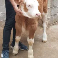 تهیه بهترین نژاد گوساله سیمینتال و دورگ