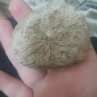 فسیل ستاره دریایی