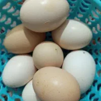 تخم مرغ محلی