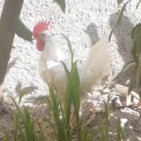 خروس تاجی