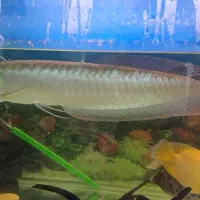 ماهی اروانا