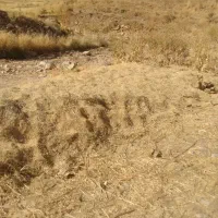 کاه عدس وگاودانه