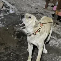 واگذاری سگ الابای