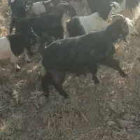 بز جوان