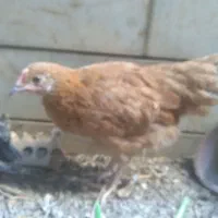 خروس دوتک