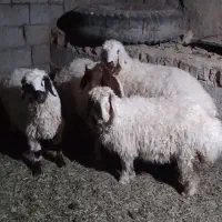 بره نر و ماده