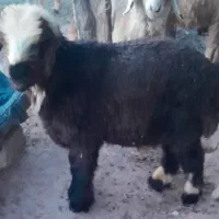 بره نر