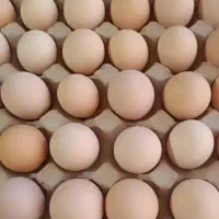 تخم مرغ محلی تازه