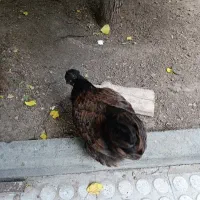 مرغ کاکلی پاپر