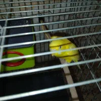 مرغ عشق هلندی جوان