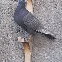 کفتر یا کبوتر