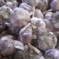 سیر بذری