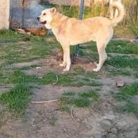 واگذاری توله ۱۳ماهه