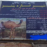 شیر تازه شتر معروف  به طلای سفید بیابان