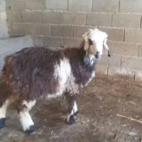 بره نر و ماده