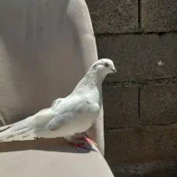 کبوتر ۹ عدد