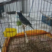 مرغ مینا سخنگو وعروس هلندی