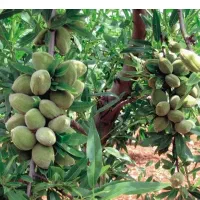 نهال بادام دیرگل تونو نهالستان آریانا زنجان