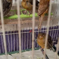 قناری سبز وسرخ