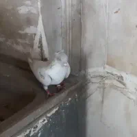 کبوتر