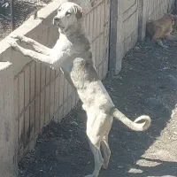پژدر جهت ماده پر کردن