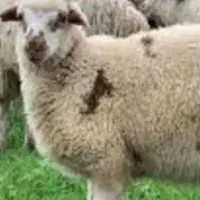جابجایی گوسفند به زاهدان
