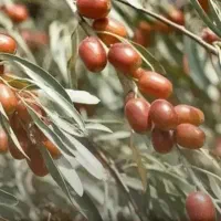 گلابی|عمده‌فروشی|ایلام, |دیوار