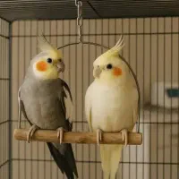 عروس هلندی