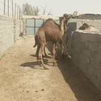 شتر دوساله چاق