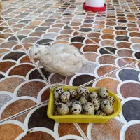 تخم تازه
