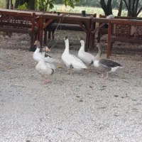 معاوضه قاز با مرغ و خروس