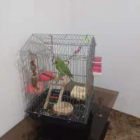 طوطی