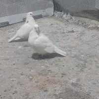کفتر