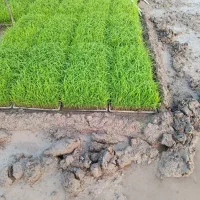 توم باکسی جمشید، باکس نشا