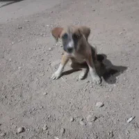 سگ دست آموز دو رگه نژاد دار