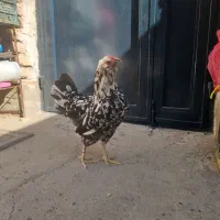 مرغ وخروس