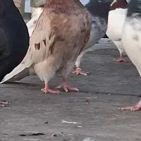 جفت نر به دلیل اضافه بودن به فروش میرسید