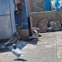 کبوتر