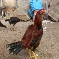 خروس لاری اصیل